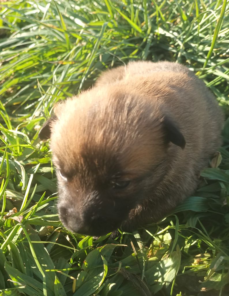 Chiots malinois 