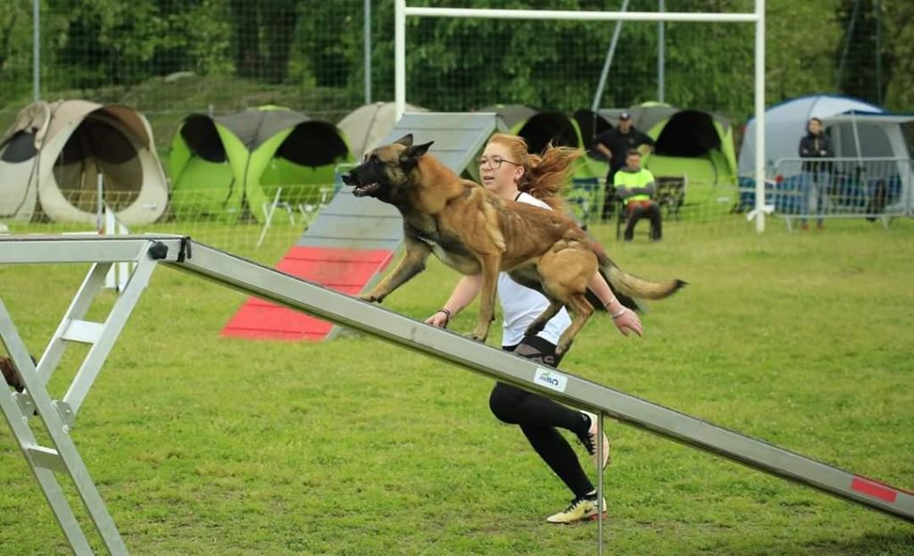 Harouk de Morafond agility