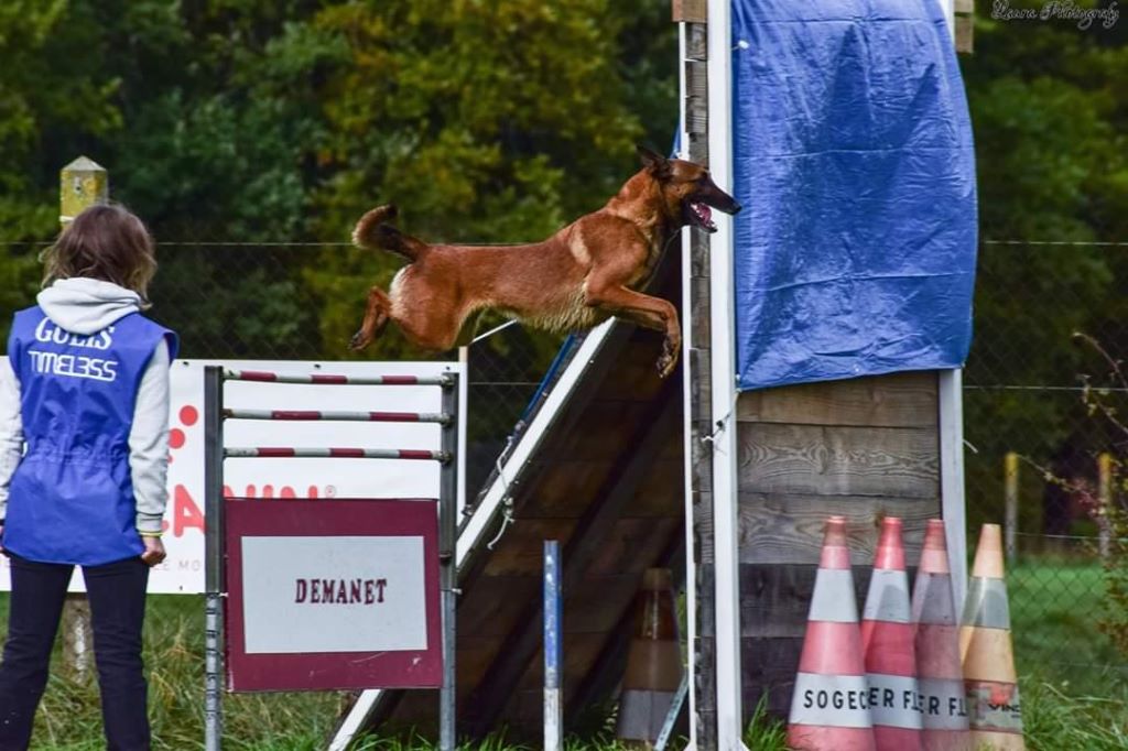J'timeless de Morafond Selectif ring 2019